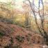 Hayedo La Pedrosa,mar de Robles; las chorreras gredos parque natural de redes rutas ermita de hontan